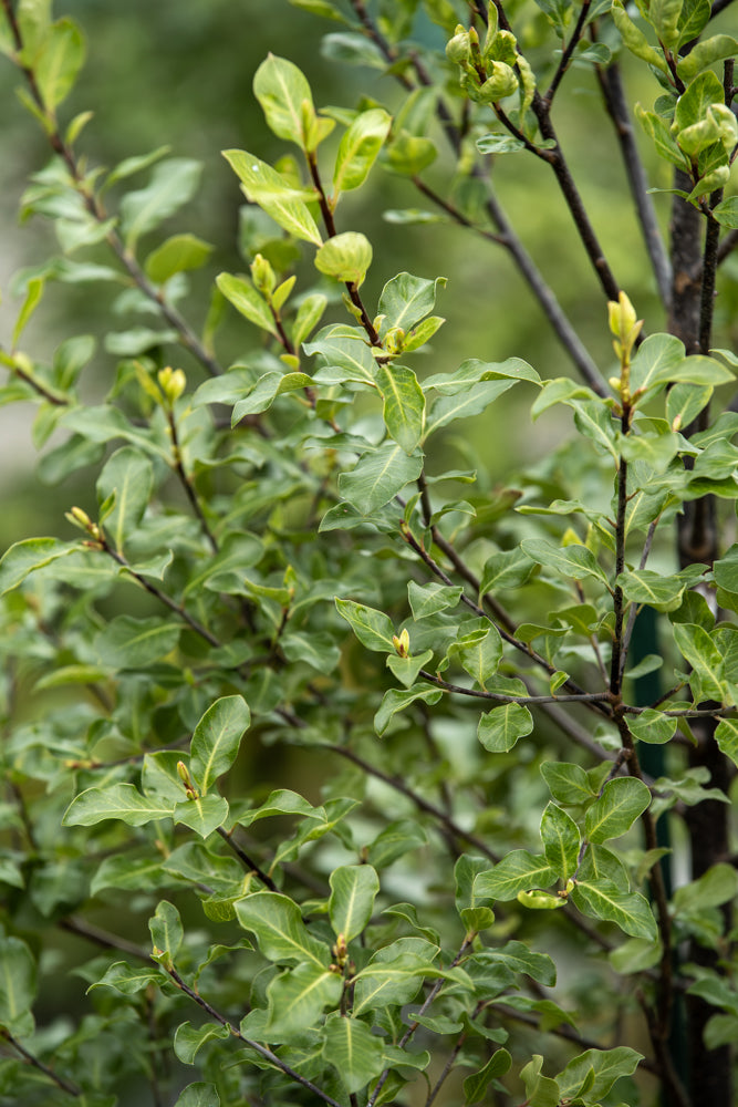 Pittosporum Screenmaster – CJ's Plant Farm