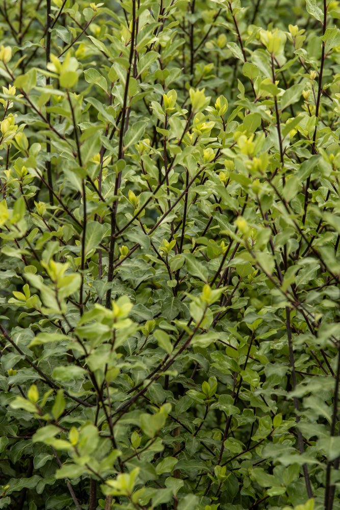 Pittosporum Screenmaster – CJ's Plant Farm