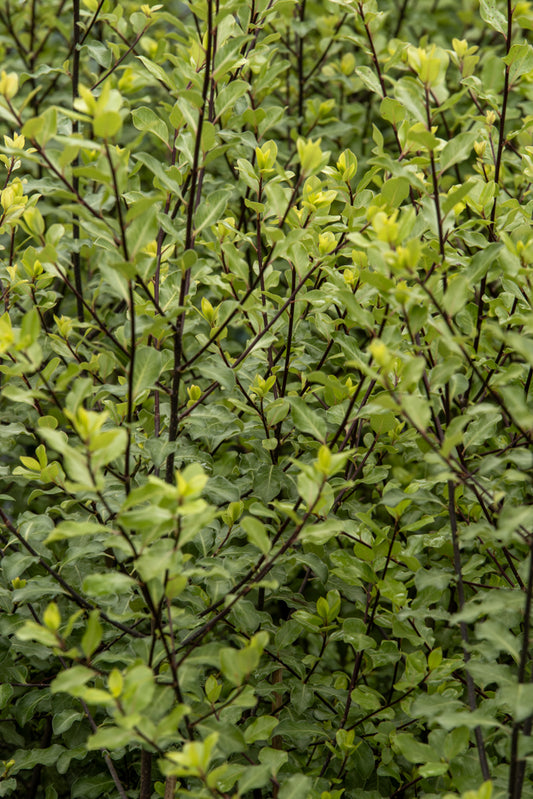 Pittosporum Screenmaster