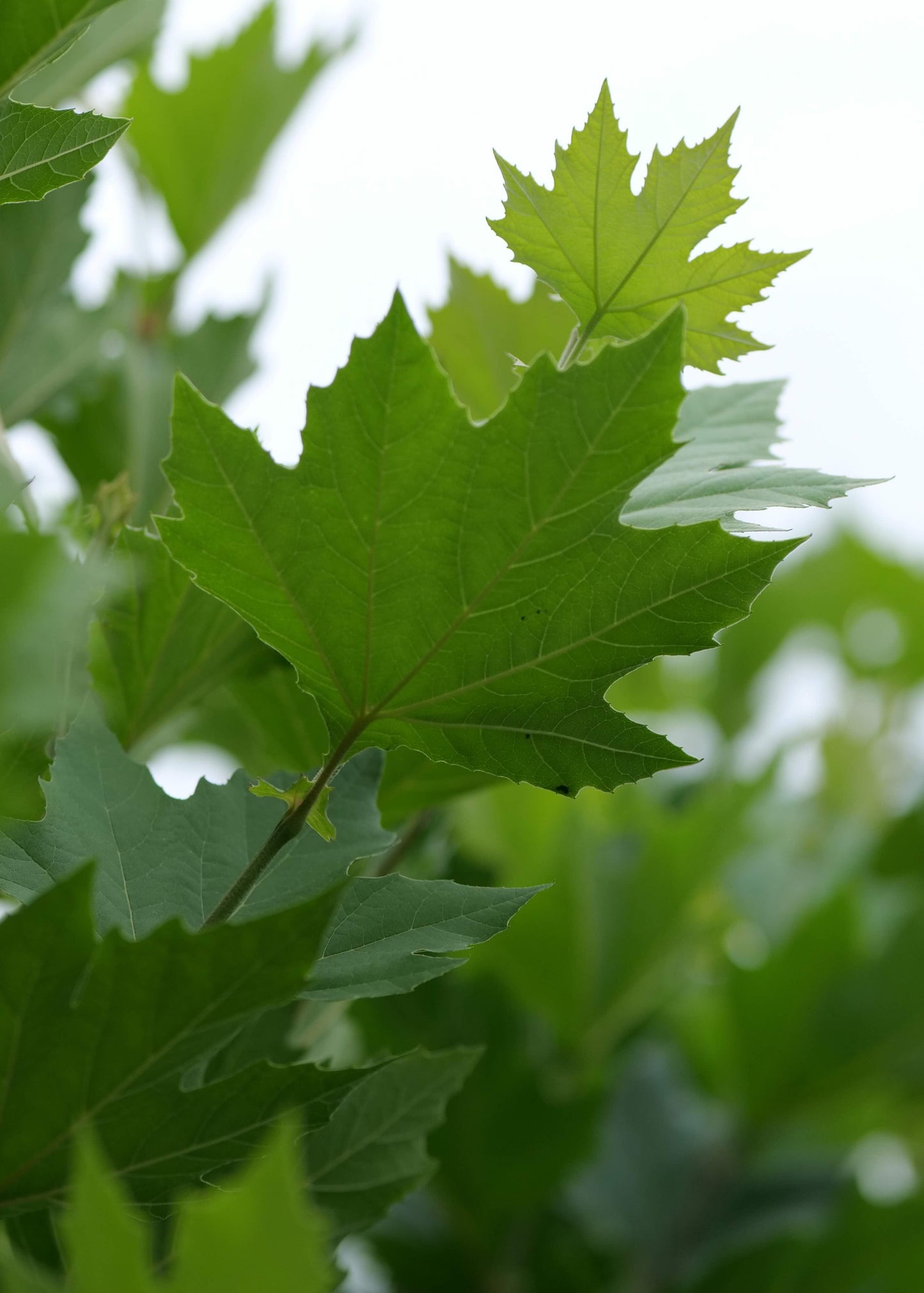 Platanus Hispanica