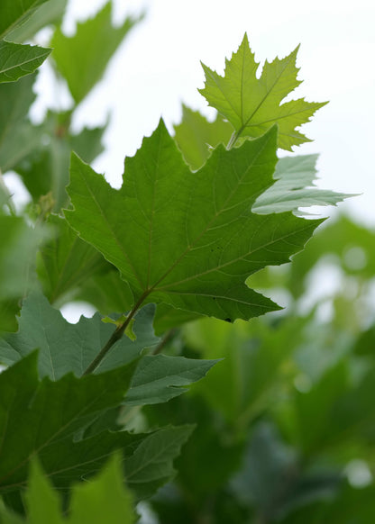 Platanus Hispanica