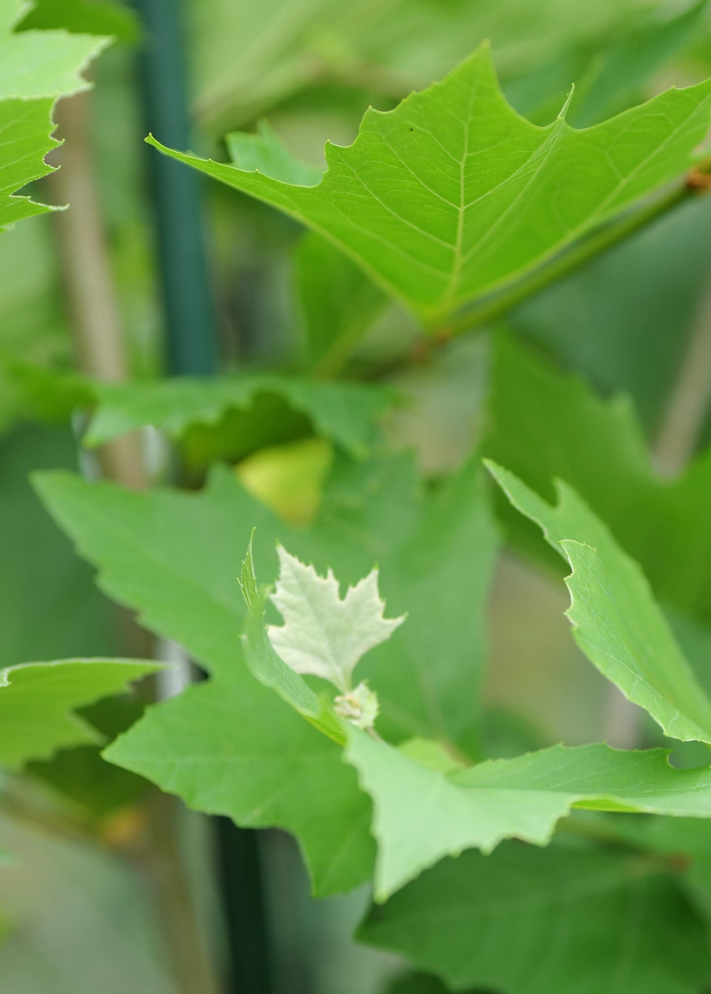 Platanus Hispanica