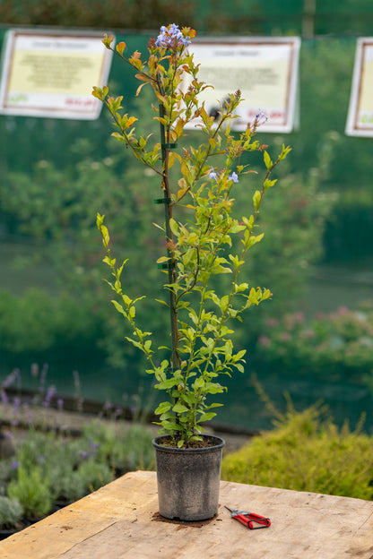 Plumbago Auriculata