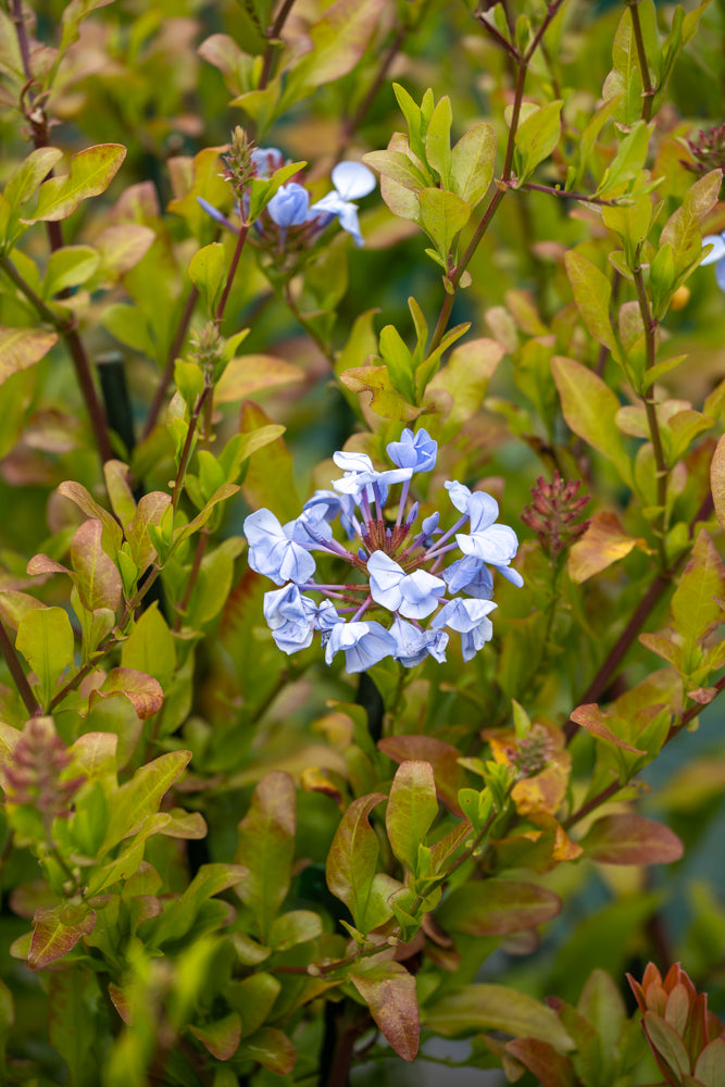 Plumbago Auriculata