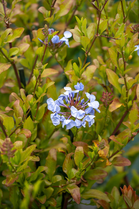 Plumbago Auriculata