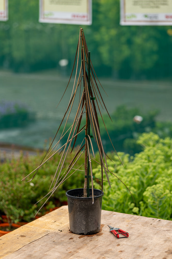 Pseudopanax crassifolius