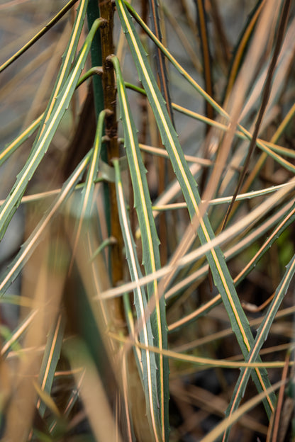 Pseudopanax crassifolius
