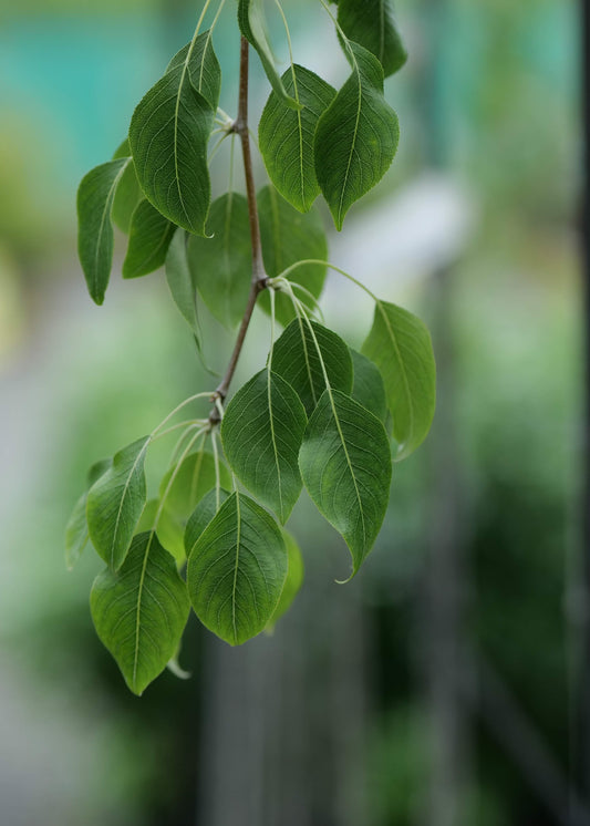 Pyrus Betulifolia Autumn Leaves