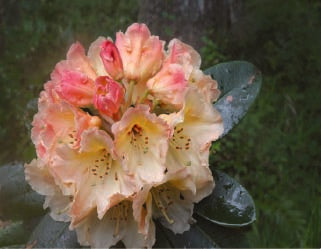 Rhododendron Horizon Monarch