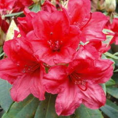 Close-up of vibrant pink Vulcans Flame flowers with green leaves