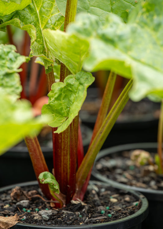 Rhubarb Victoria