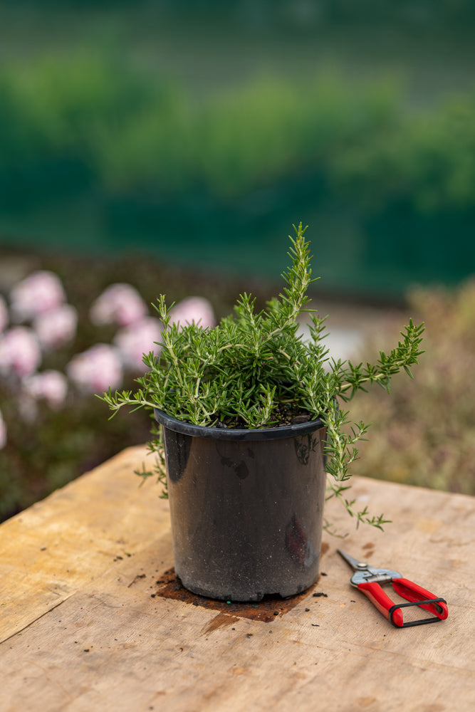 Rosmarinus Lockwood De Forest