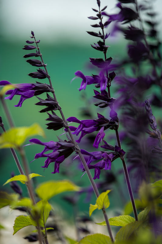 Salvia Amistad
