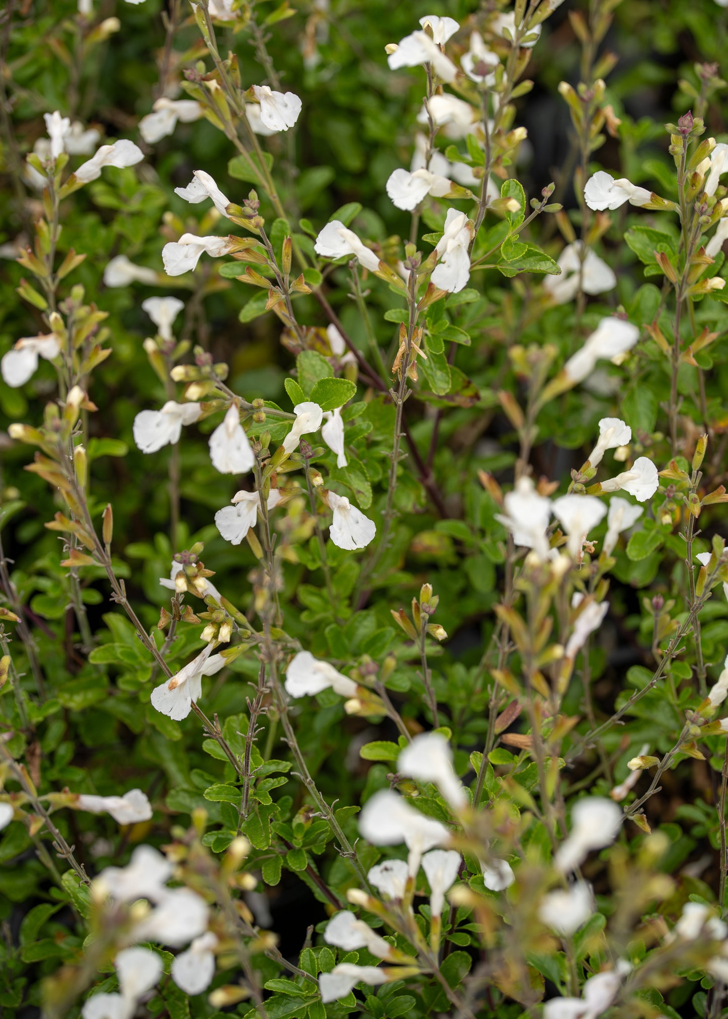 Salvia Greggii Alba