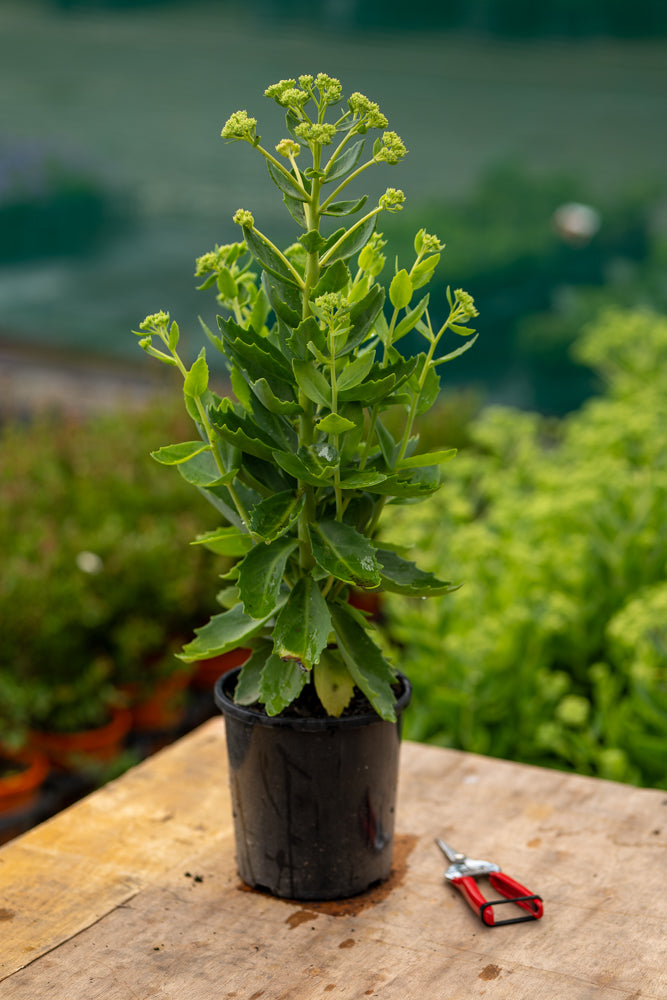 Sedum Autumn Joy