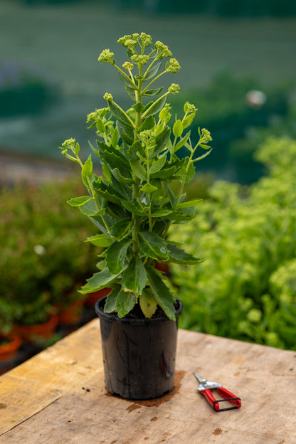 Sedum Autumn Joy