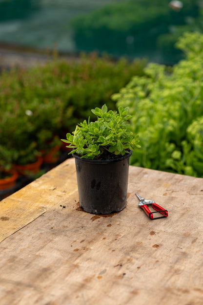 Sedum Makinoi Limelight