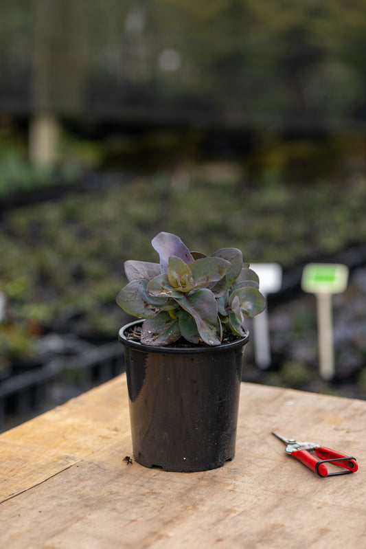 Sedum Midnight Coral