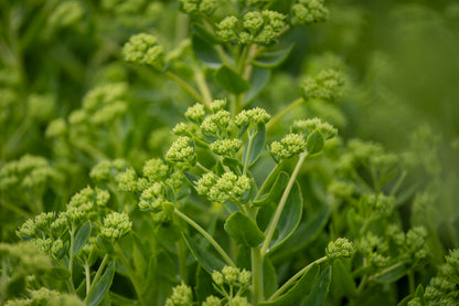 Sedum Autumn Joy