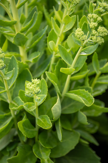 Sedum Autumn Joy