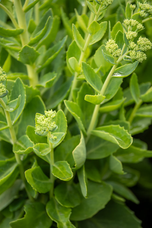 Sedum Autumn Joy