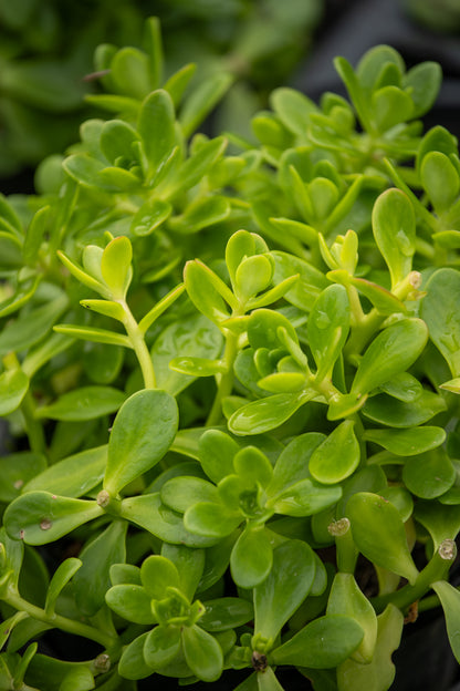 Sedum Makinoi Limelight