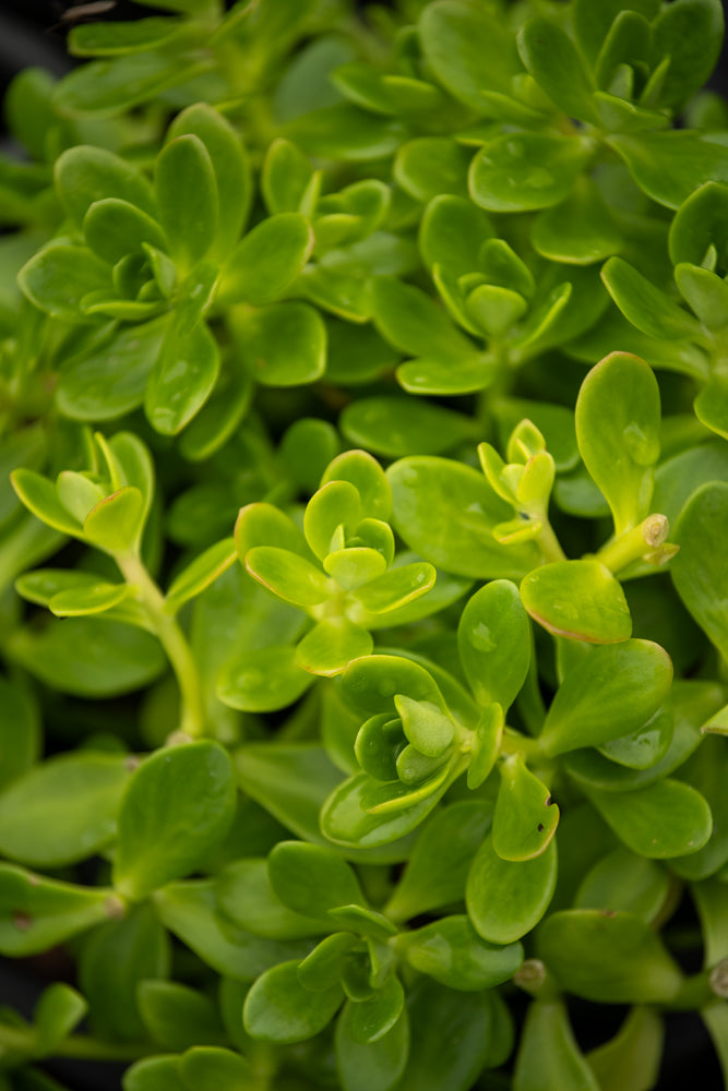 Sedum Makinoi Limelight