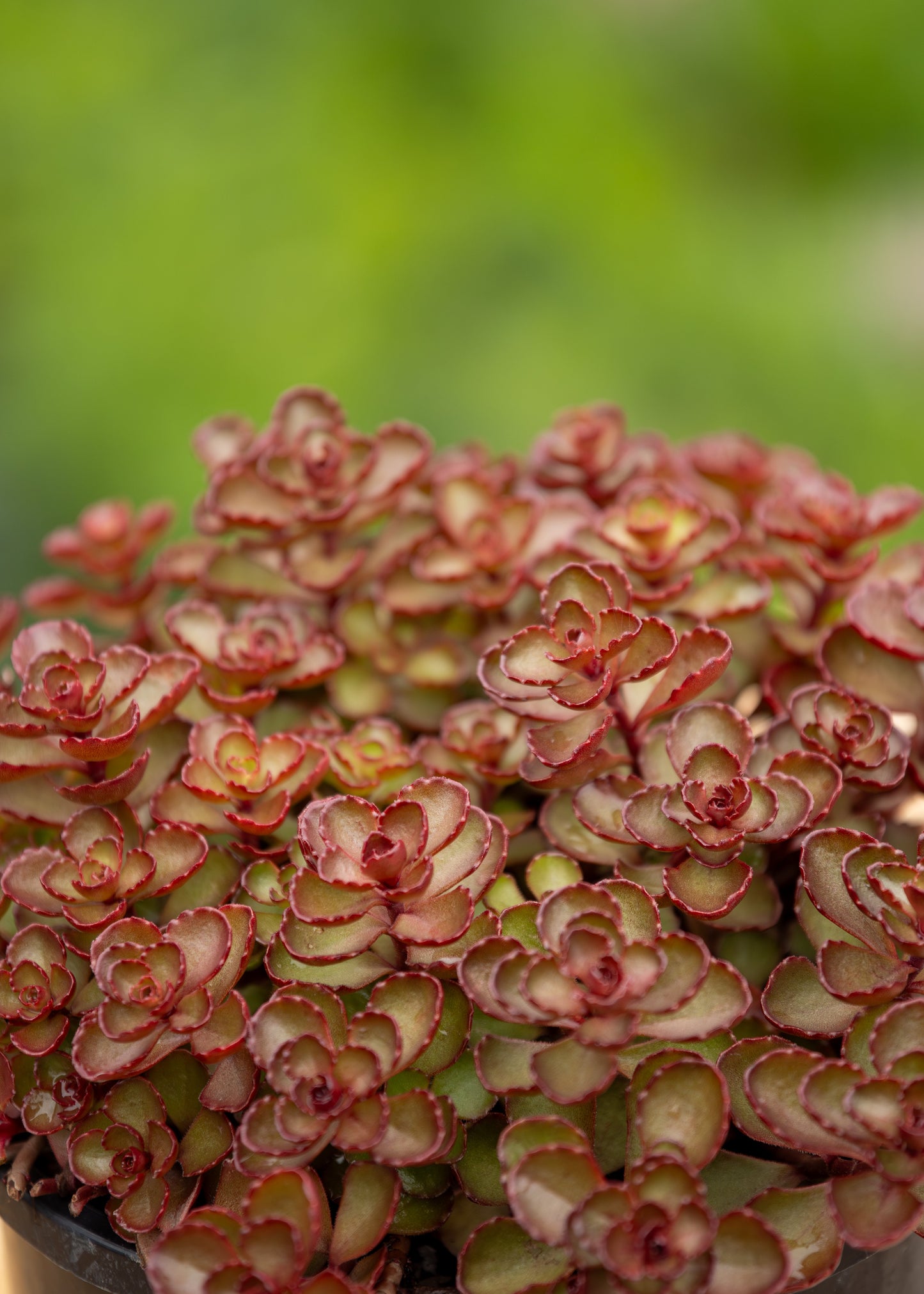 Sedum Voodoo