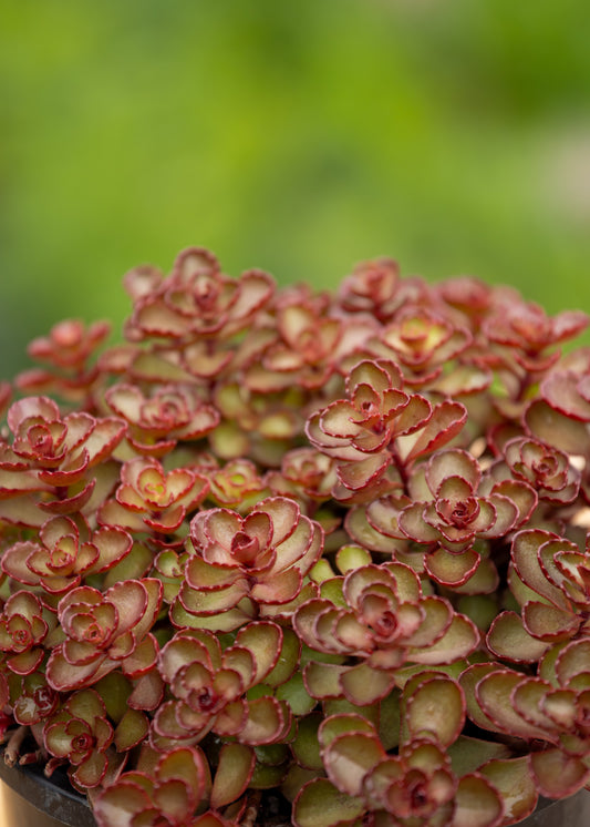 Sedum Voodoo