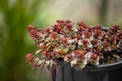 Sedum Voodoo
