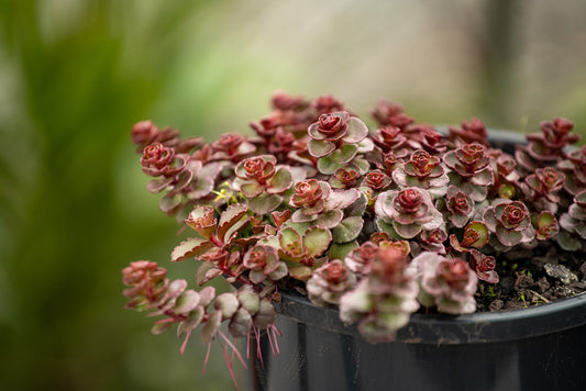 Sedum Voodoo