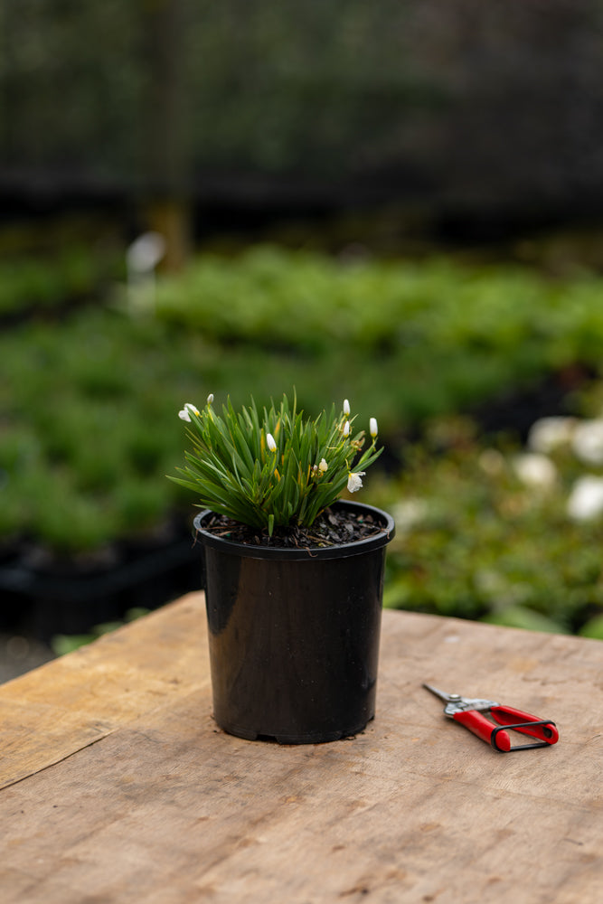 Sisyrinchium Snow Bells