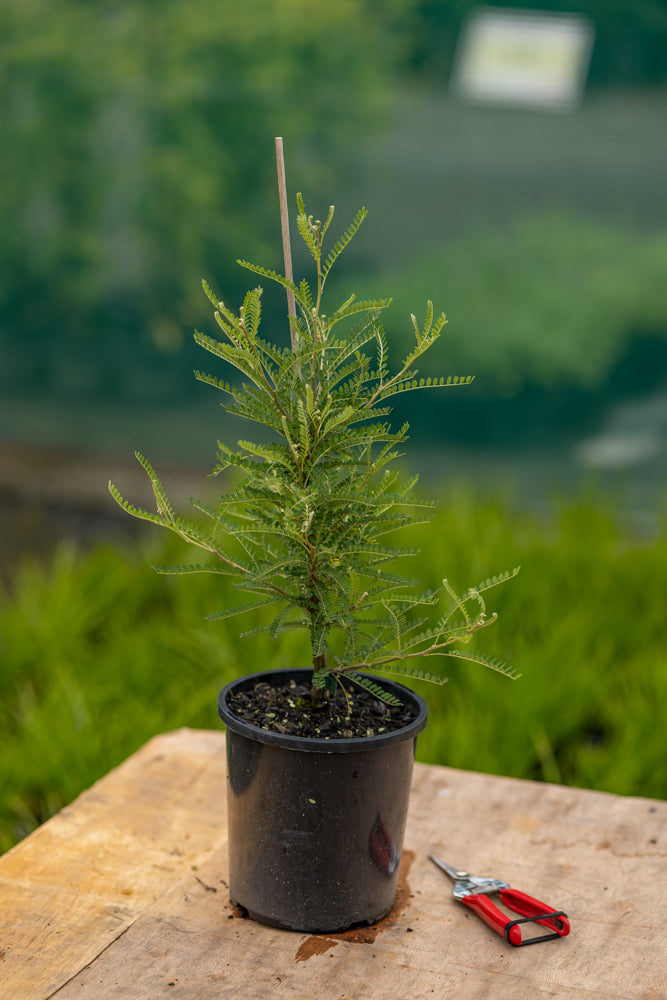 Sophora  Microphylla  'Dragons Gold'