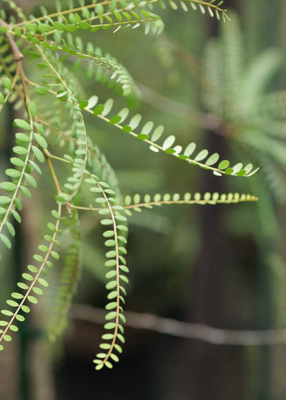 Sophora Microphylla Longicarinata