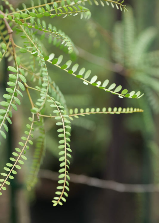 Sophora Microphylla Longicarinata