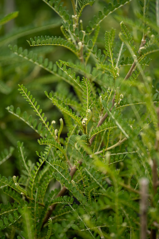 Sophora  Microphylla  'Dragons Gold'