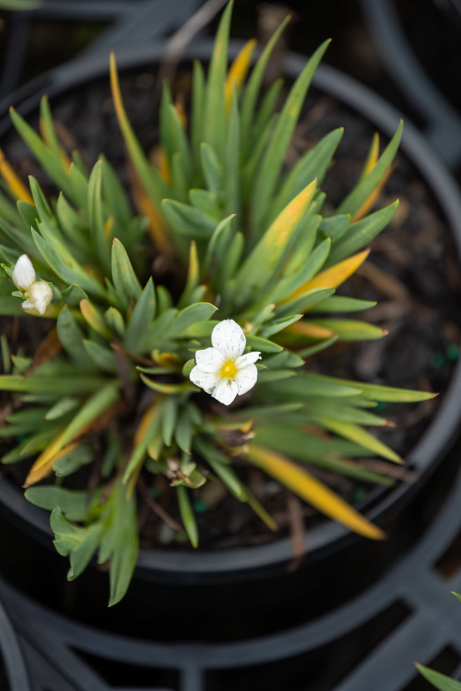 Sisyrinchium Snow Bells