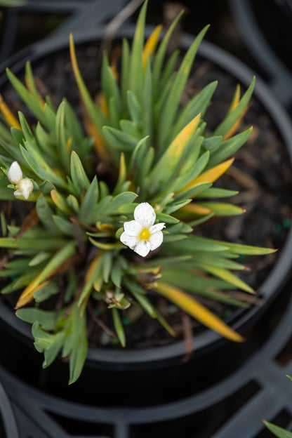 Sisyrinchium Snow Bells