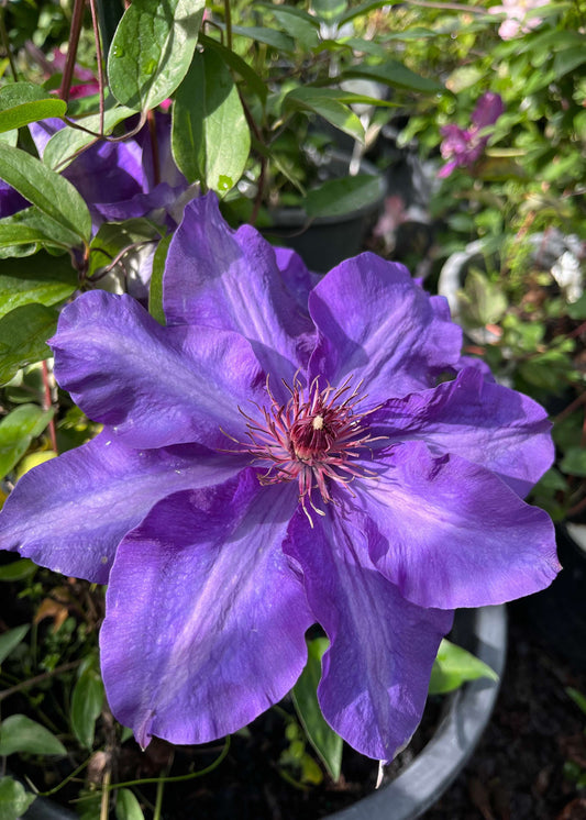 Purple flower of the president clematis with green leaves in the background