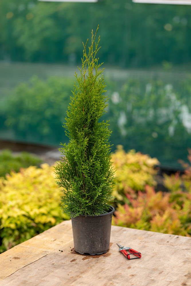 Potted coniferous Emerald Green Arborvitae on a wooden surface with a blurred garden background