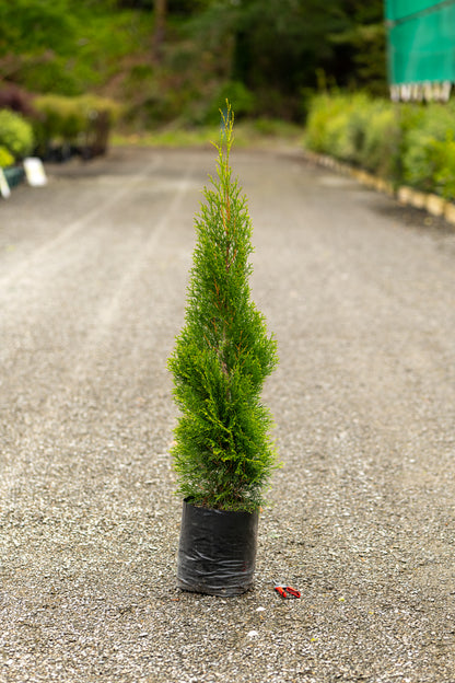 Thuja Occidentalis Smaragd