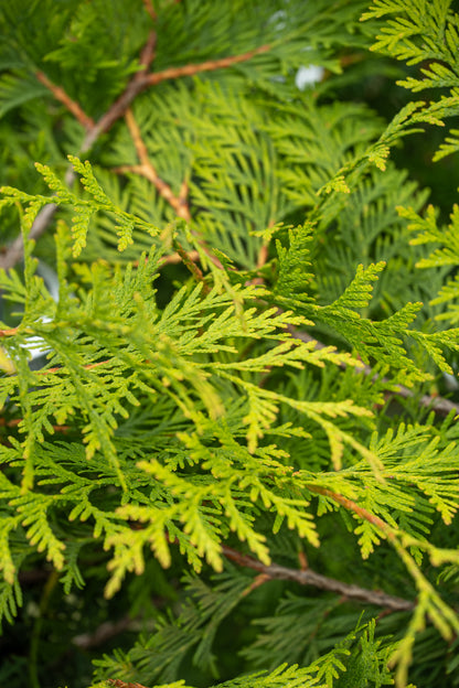 Thuja Green Giant