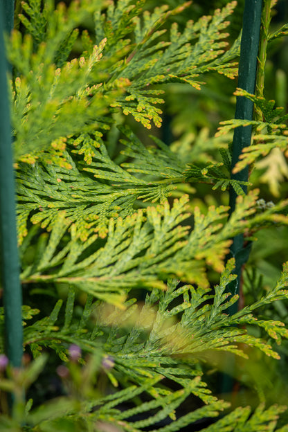 Thuja Green Giant