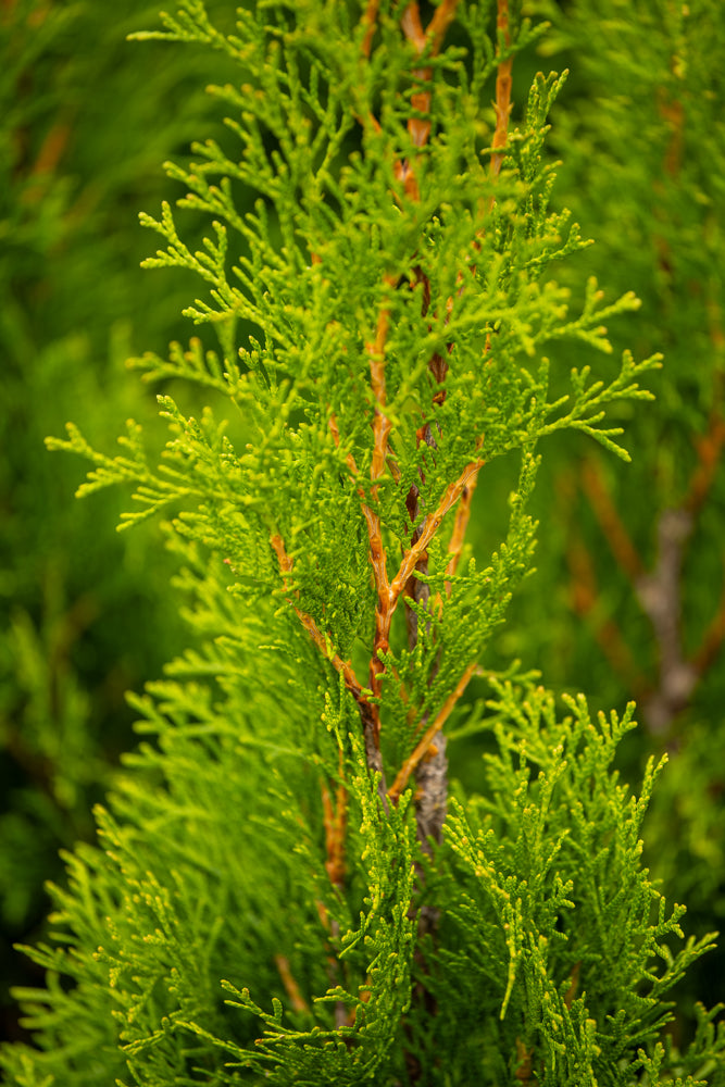 Thuja Occidentalis Smaragd