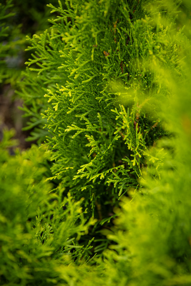 Thuja Occidentalis Smaragd