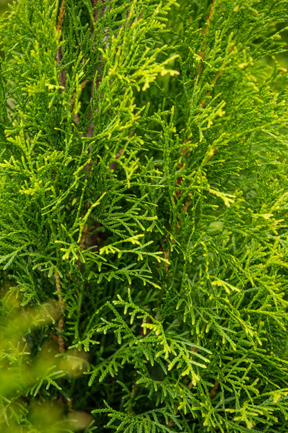 Thuja Occidentalis Smaragd