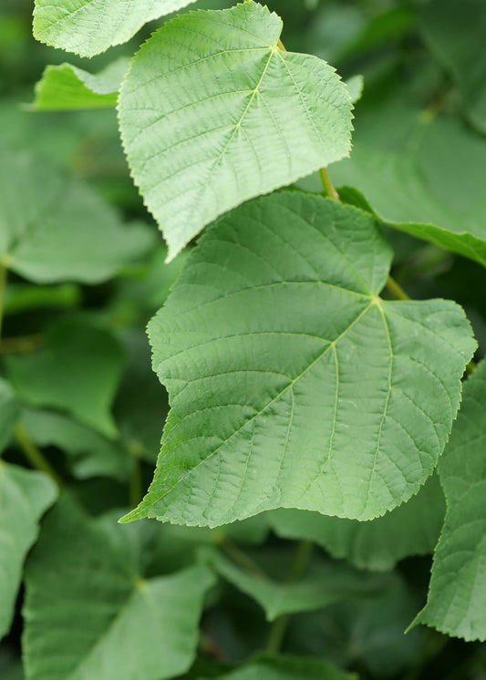 Tilia X Europaea