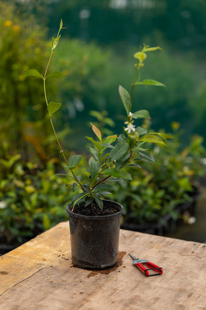 Trachelospermum Jasminoides