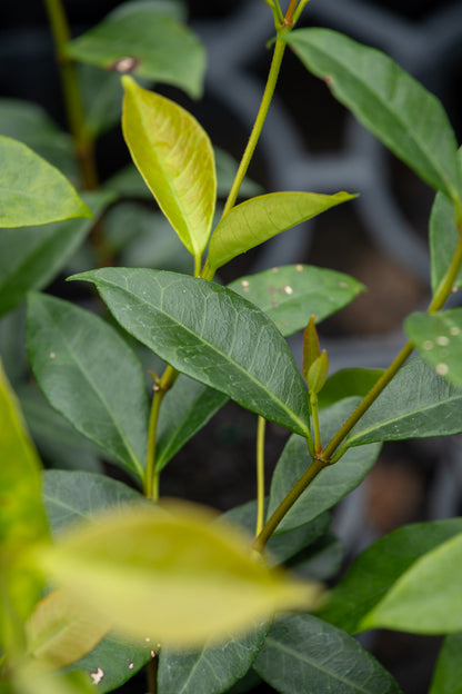 Trachelospermum Jasminoides