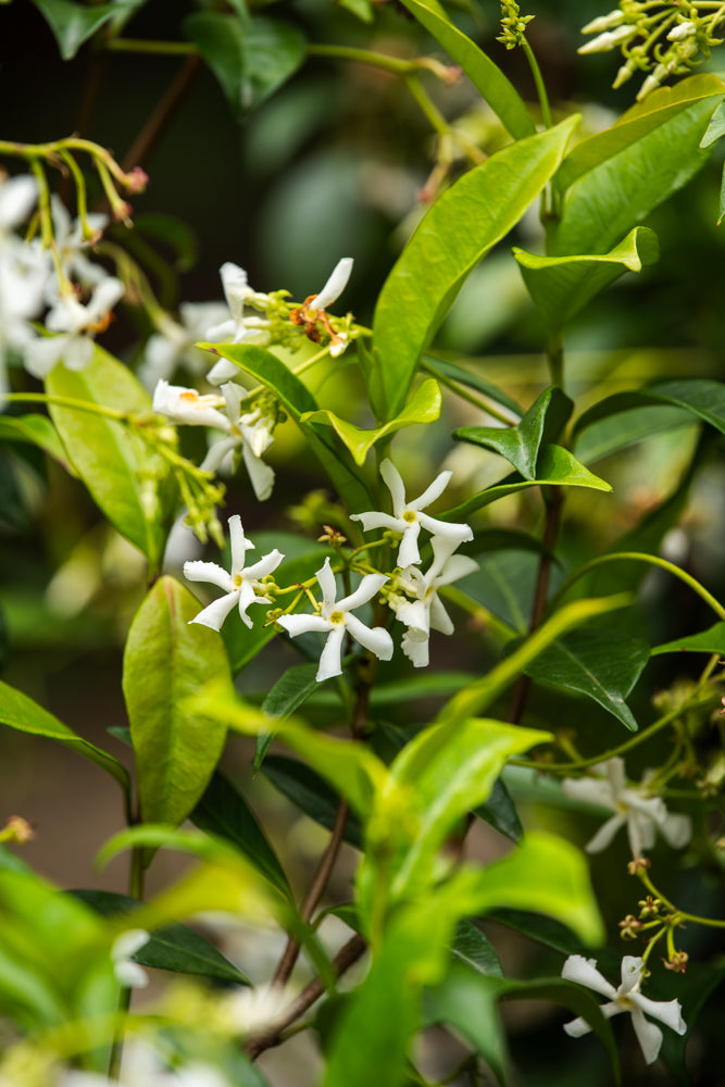 Star Jasmine CJ Plant Farm
